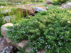 The Essential Guide to Drought Tolerant Plants for Texas Water Wise Landscaping, Australian Native Garden, Drought Tolerant Landscape, Australian Plants, Australian Native Plants, Home Garden Plants, Sandy Soil, Ground Cover Plants, Native Garden