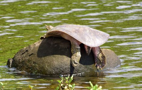 Silly Reptiles, Turtle Shell Cat, Spiny Softshell Turtle, Leatherback Sea Turtle Photography, Softshell Turtle, African Sideneck Turtle, Telling Lies, Sea Turtle Conservation, Turtle Habitat