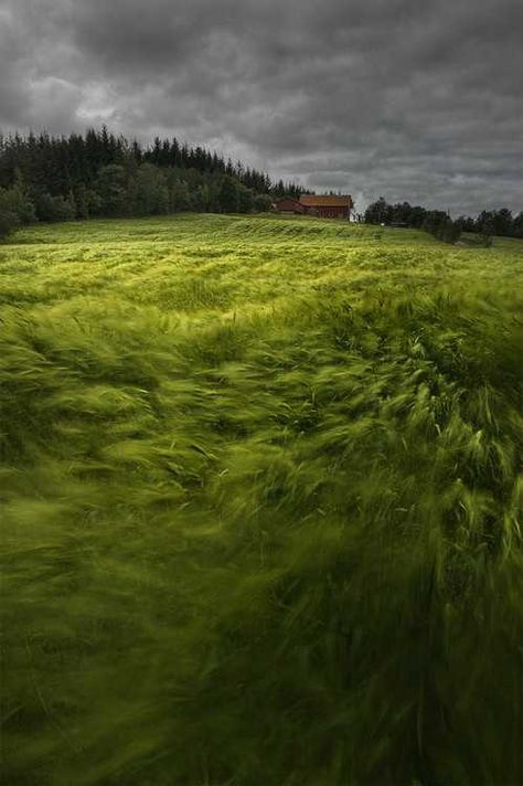 Windy Day in Norway - Imgur Blowing In The Wind, She Walks In Beauty, Grassy Field, Windy Weather, Background Drawing, Grass Field, Calm Before The Storm, Creative Gardening, Windy Day