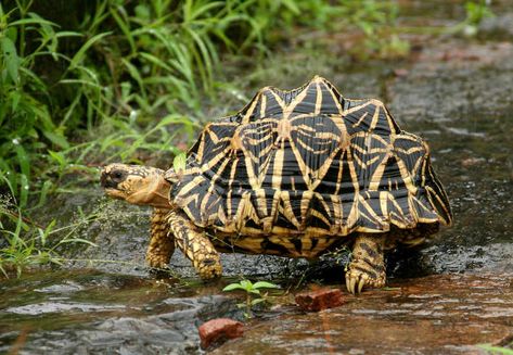 Star Tortoise, Indian Star Tortoise, Snake Turtle, Wild Star, Wildlife Protection, Indian Star, Skulls Drawing, Wildlife Sanctuary, Wildlife Conservation