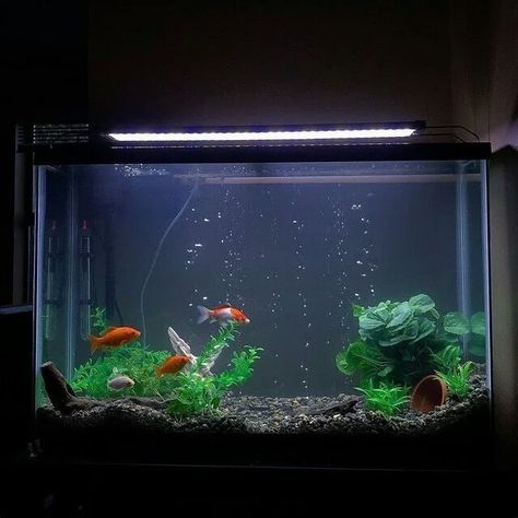 40-gallon aquarium. Goldfish tank. Small Goldfish Tank Ideas, Fancy Goldfish Tank Setup, 40 Gallon Aquarium, Aquarium Goldfish, Common Goldfish, Comet Goldfish, Fish Tank Themes, Fancy Goldfish, Goldfish Tank