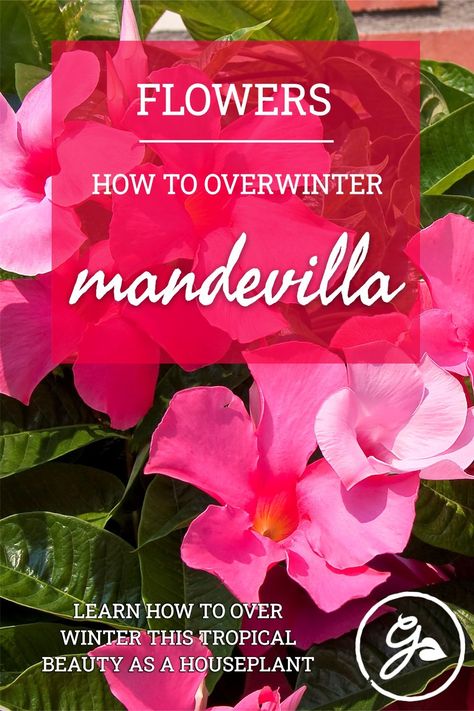 If you live in a more northern climate, planting mandevilla in a container is the best way to go. Click or tap for the know how to bring your plant indoors and treat it as a houseplant over the cold months. Over Wintering Mandevilla, Overwintering Mandevilla, Mandevilla Plant, Mandeville Plant, Indoor Plant Lights, Mandevilla Vine, Outside Plants, Hibiscus Plant, Overwintering