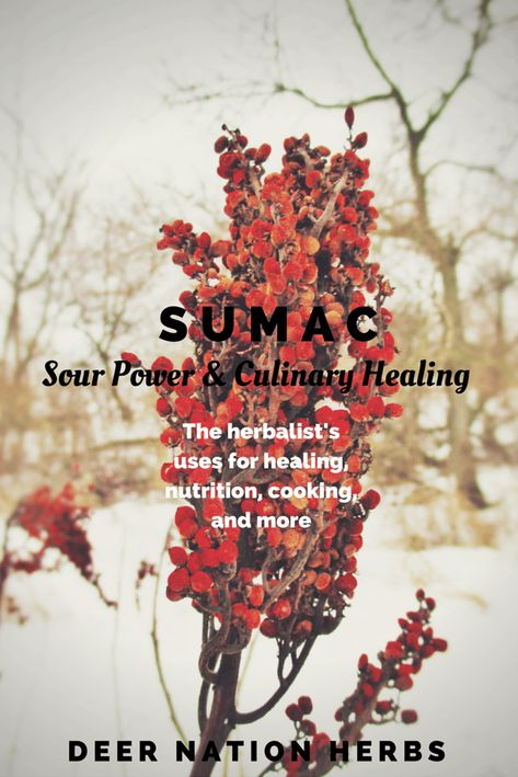 Sumac is an incredible healing herb, but has also long had a place in the culinary arts. Learn about the health benefits, flavors, uses, and preparations possible with sumac. Sumac Benefits, Tennessee Plants, Backyard Herbs, Survivor Tips, Sumac Recipes, Herbs For Sleep, Medical Plants, Food Medicine, Herbal Apothecary