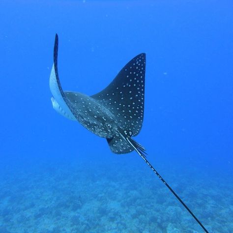 Have a nice flight! #scuba #Hawaii #Gopro #diving with #eagleray #deepblue #deepbluesea #divingtrip #flyingeaglerays... Manta Ray Art, Spotted Eagle Ray, Aquarium Architecture, Eagle Ray, Sea Illustration, Ocean Pollution, Sea Life Art, Underwater Sea, Tumblr Pics