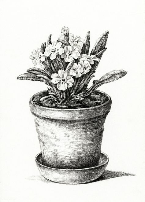 Potted plant (1824) by Jean Bernard (1775-1883). Original from the Rijks Museum. Digitally enhanced by rawpixel. | free image by rawpixel.com Plant Sketches, Classic Art Prints, Art Print Collection, Plant Drawing, Plant Print, Nature Landscape, Pencil Art, Art Sketchbook, Artist Art