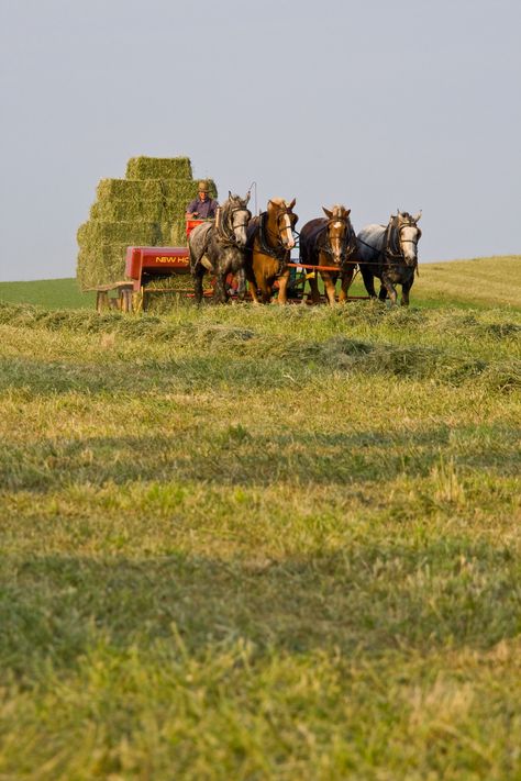 Amish People I Truly Respect Amish Farming, Amish Culture, Amish Farm, Lancaster County Pa, Amish Community, Lancaster Pennsylvania, Fields Of Gold, Old Farm Equipment, Hay Bales