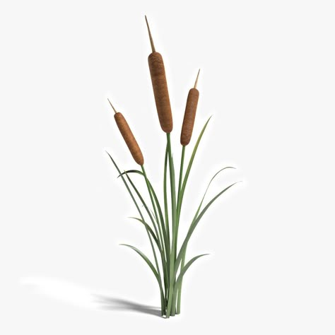 Cat Tails Plant Drawing, Cattail Drawing, Cattail Illustration, Cat Tails Plant, Cattails Drawing, Cattail Tattoo, Tree Elevation, Cattail Plant, Pond Images