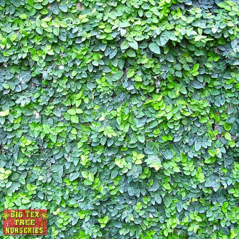 HOW TO FIND THE BEST CLIMBING VINES TO USE IN YOUR LANDSCAPE Creeping Plants, Plants Vines, Training Vines, Kidney Shaped Pool, Creeping Vines, Creeping Fig, Ficus Pumila, Evergreen Vines, Fig Plant