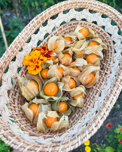 My physalis are so far behind this year (2nd pic) 🥺 Normally they’d be starting to ripen by now, whereas they’ve only just started producing the husks! I’m going to put them in the greenhouse as soon as it’s up and hope for the best. I’d be happy with just one ripening at this point 😂 Hey, maybe this year I’ll actually manage to overwinter one for the first time?!🤞 Cape Gooseberries are one of my favourite fruits to grow. A taste sensation 🤤 I used to think they’d be impossible to grow i... Fruits To Grow, Cape Gooseberry, The Greenhouse, Just Start, My Favourite, To Grow, First Time, This Year, Cape