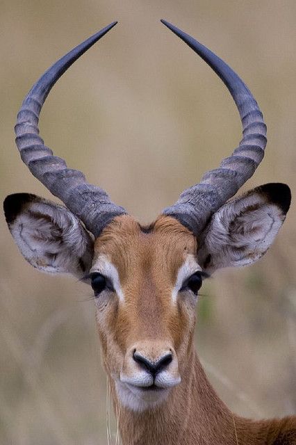 Male Impala | Flickr - Photo Sharing! Impala Animal, South African Animals, Animals With Horns, Human Population, Deer Photos, Greyhound Art, Africa Animals, Wild Kingdom, Mule Deer