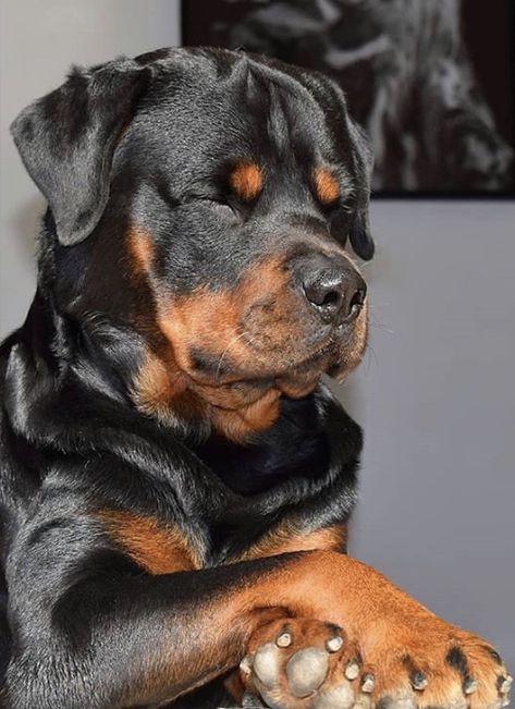 10 Week Old Rottweiler, Rotweiller Dog, Rotties Rottweilers, Rottweiler Dog Puppy, Cool Dogs, Wallpaper Dog, Tattoo Dog, Rottweiler Puppy, Rottweiler Love