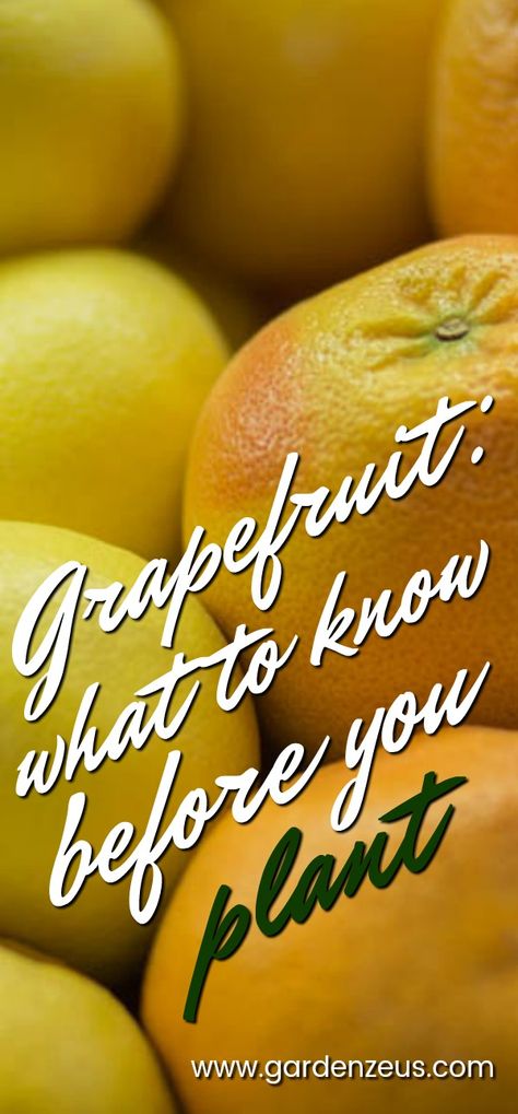 Grapefruit: what you need to know before you plant #grapefruit #citrus #gardening Grapefruit Plant, Grapefruit Tree, Making Good Choices, Growing Citrus, Nut Trees, Types Of Fruit, Agriculture Farming, Growing Fruit, Seasonal Garden