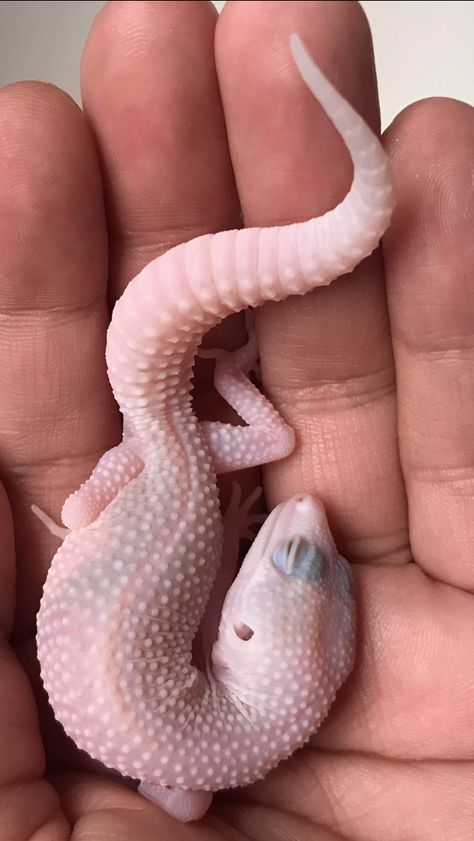 Leperd Gecko, Albino Gecko, Fancy Leopard Gecko, Pet Gecko Aesthetic, Pet Gecko, Paintings Cute, Cute Animal Pfp, Painted Lizard Geckos, Leopard Geckos Cute