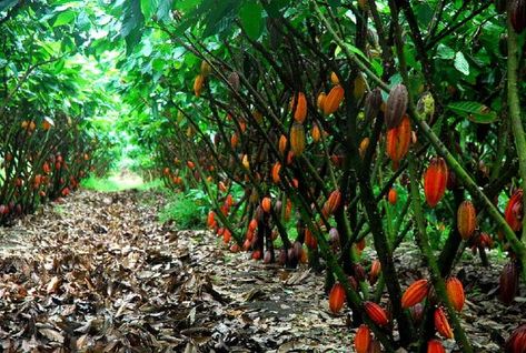 Growing Cacao - Cacao Production Guide | Business Diary Ph Fruit Trees In Garden, Trees In Garden, Ranch Plans, Cacao Tree, Cocoa Plant, Fruit Bearing Trees, Chocolate Tree, Food Business Ideas, Growing Fruit Trees