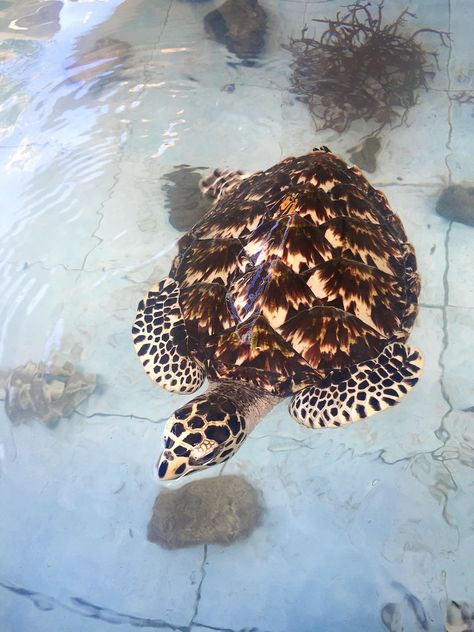 The beautiful but endangered Hawksbill turtle. Please read my blog about my experience with turtle conservation.  https://bunniesandsunshine.wordpress.com  #turtle #turtleconservation #hawksbill #volunteering #savetheturtles #bali Hawksbill Turtle, Turtle Conservation, Holiday Guide, Workout Tips, Home Interiors, Fitness Workout, Turtles, The Truth, The Amazing