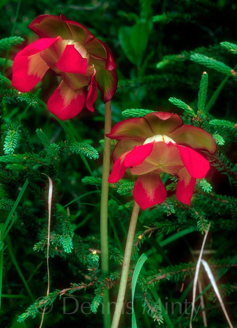 ...Pitcher Plant (Sarracenia purpurea), Newfoundland, Canada. Provincial Flower of Newfoundland/Labrador ... another idea for the applique quilt! Canadian Flowers, Sailboat Quilt, Labrador Artwork, Sarracenia Purpurea, Canadian Christmas, Pitcher Plants, Labrador Canada, Newfoundland Canada, Plant Tattoo