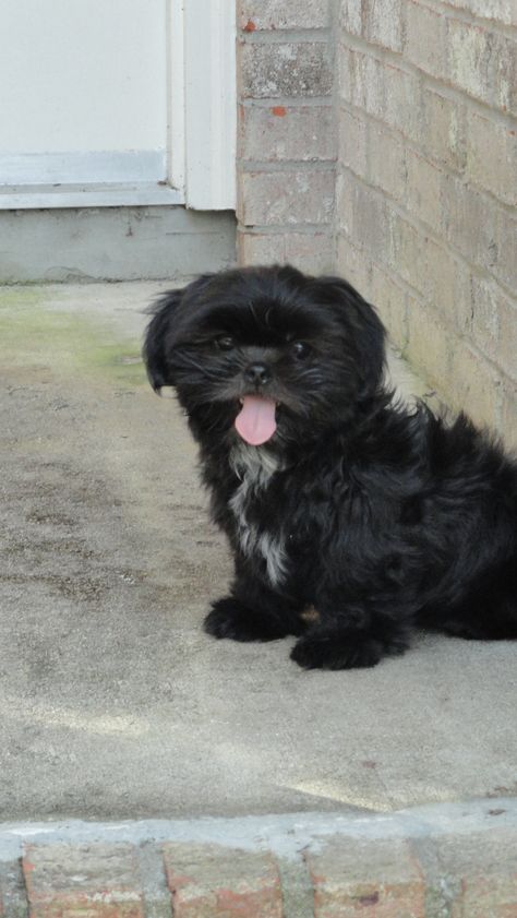 Shih Tzu, Louis Black Shitzu Puppies, Black Shitzu, Black And White Shih Tzu Haircuts, Aesthetic Shih Tzu, Shih Tzu Black And White, Black Shih Tzu, Lhasa Apso Black, Shitzu Black & White, Perro Shih Tzu