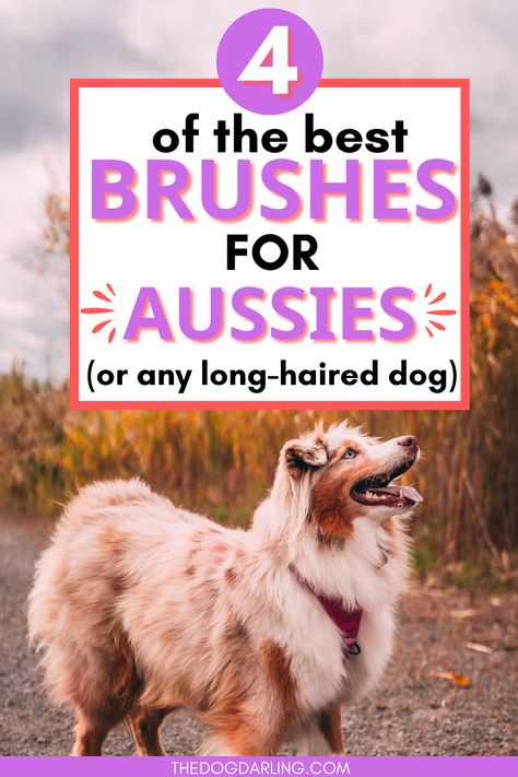 If you are an australian shepherd owner looking for the best dog grooming brushes, we've got you! Click to discover the best dog grooming brushes for the australian shepherd. These will also work for any long-haired dog with a double coat. Groomed Australian Shepherd, How To Groom An Australian Shepherd, Australian Shepherd Grooming Styles, Australian Shepherd Grooming, Grooming Australian Shepherd, First Aid For Dogs, Dog Mom Quotes, Dog Grooming Styles, Dog Brush