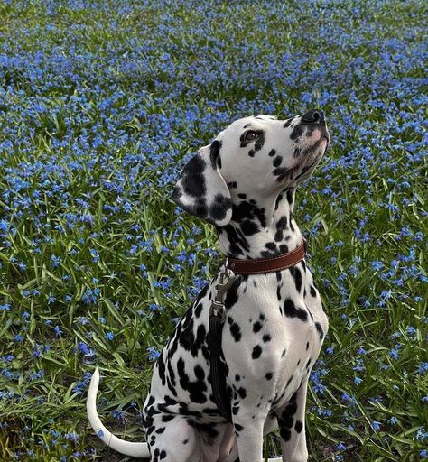 Dalmatian Puppy, Dalmatian Dog, Dalmatian Dogs, Pretty Dogs, Pretty Animals, Cute Animal Photos, Animal Photo, Cute Little Animals, Doberman