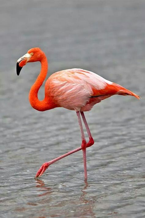 Majestic Flamingo Birds: A Treasure of Beauty on the Beach | Beautiful Animals Flamingos are famous for their bright pink feathers, stilt-like legs, and S-shaped neck. Flamingos are omnivorous birds that eat brine shrimp, algae, and snails. When a flamingo spots potential dinner, its favorite foods include shrimp, snails, and plantlike water organisms called algae—it plunges its head into the water to catch the fish using its upper beak like a shovel. Flamingo Bird Photography, Flamenco Animal, Flamingo Character, Royal Animals, Flamingo Pictures, Toucan Art, Brine Shrimp, Save Wildlife, Acrylic Art Projects