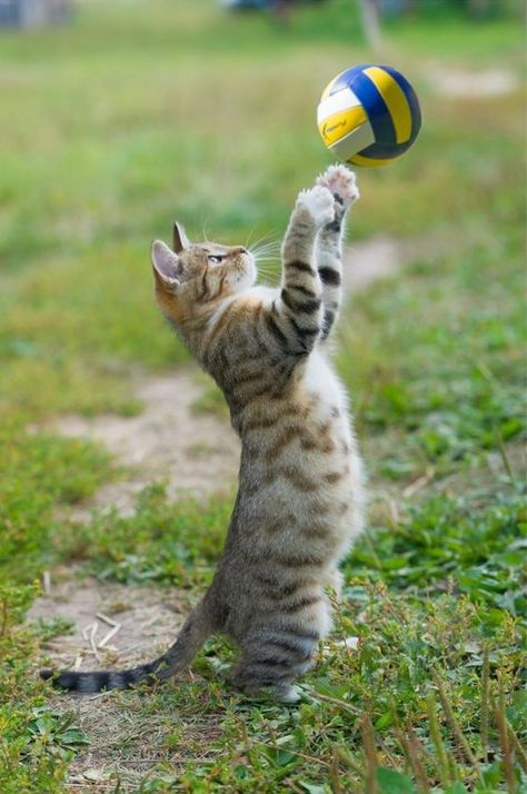 Cat Reaching, Volleyball Images, Purbeck Stone, F2 Savannah Cat, Cat Exercise, Pet Cats, Cat Spray, Russian Blue Cat, Cat Pose