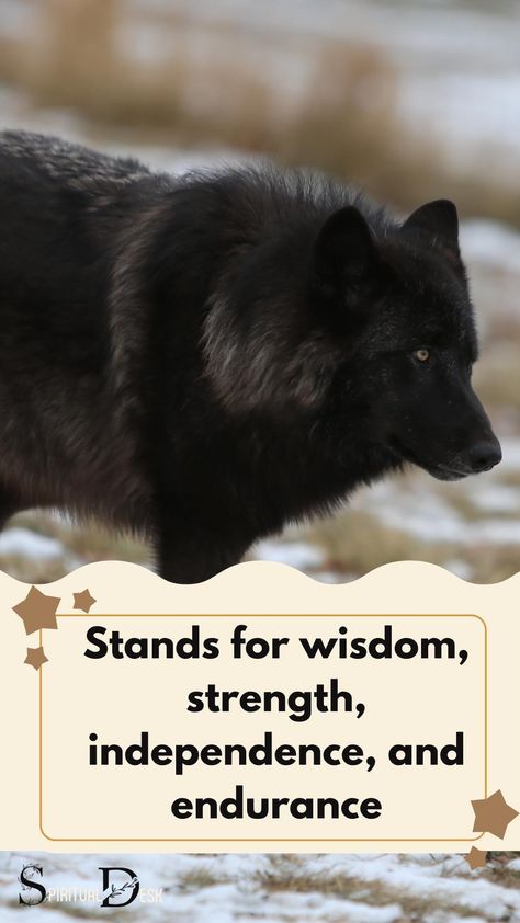 In various spiritual and cultural contexts, the black wolf can hold different symbolic meanings. Keep in mind that the interpretation of symbols can vary widely among different belief systems and individuals.#instaanimal #wolf #blackwolf #wolf #blackwolf Black Wolf Spirit Animal Meaning, Wolf Meaning, Wolf Symbolism, Spiritual Animals, Spirit Animal Meaning, Spiritual Connections, Totem Animals, Animal Meanings, Symbolic Meanings