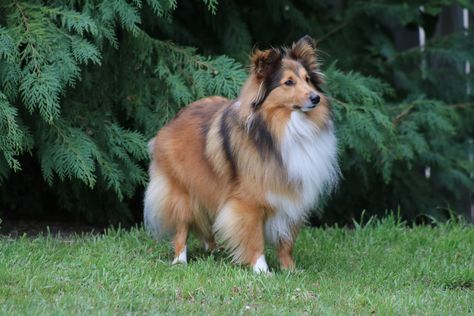 https://flic.kr/p/2iTjfXb | Finn | Finn is a young Shetland Sheepdog from Dunedin Shetland Sheepdog, Dogs, Animals