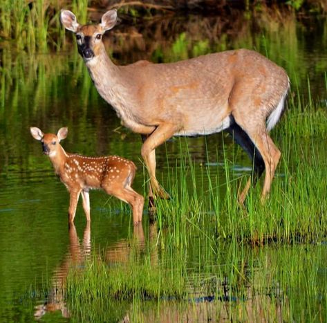 Momma and her baby hanging out in the creek in northern Michigan! #deer #deerlover #deerofinstagram #whitetaildeer #whitetailaddiction… 2025 Wallpaper, Wild Kingdom, Whitetail Deer, Northern Michigan, School Project, Mississippi, Hanging Out, Kangaroo, Michigan