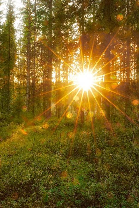 Sun Ray Photography, Gold Forest Aesthetic, Sun Beam Aesthetic, Sunshine Through Trees, Sun Images Nature, Sunny Forest Aesthetic, Sun Astethic, Sun Rays Aesthetic, Sunrise In Forest