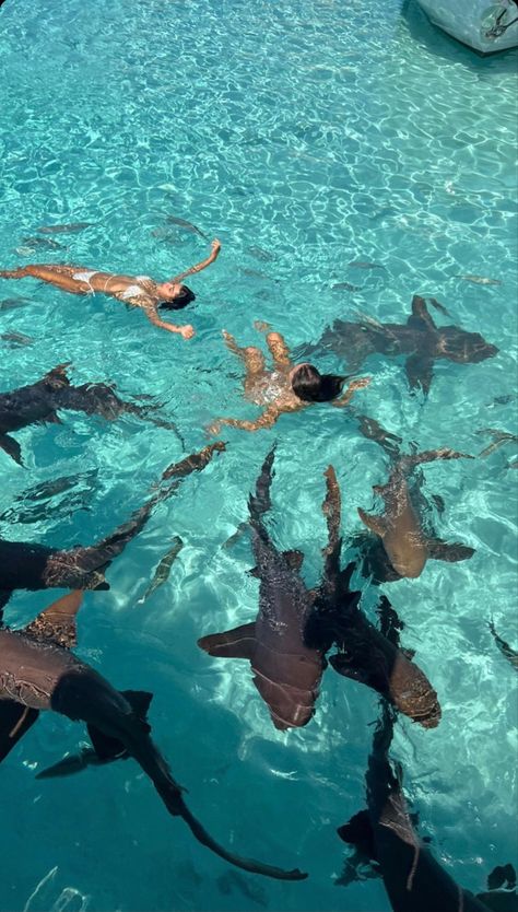 Bahamas Pictures, Sharks Swimming, Bahamas Travel, Bahamas Vacation, Shark Swimming, Dream Vacations Destinations, Senior Trip, Aesthetic Moodboard, Ocean Vibes