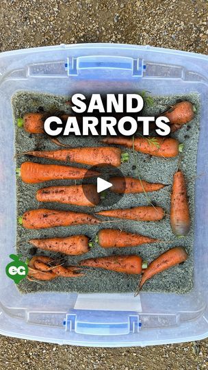 How To Store Carrots, Storing Vegetables, Canning Food Preservation, Plant Hacks, Emergency Preparation, Vegetable Storage, Plant Projects, Uber Eats, Vegetable Gardens