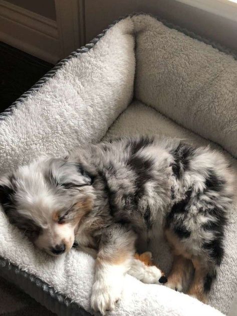 Blue Merle Australian Shepherd, Merle Australian Shepherd, Australian Shepherd Blue Merle, Australian Shepherd Puppy, Aussie Puppies, Australian Shepherd Puppies, Aussie Dogs, Super Cute Puppies, Australian Shepherd Dogs