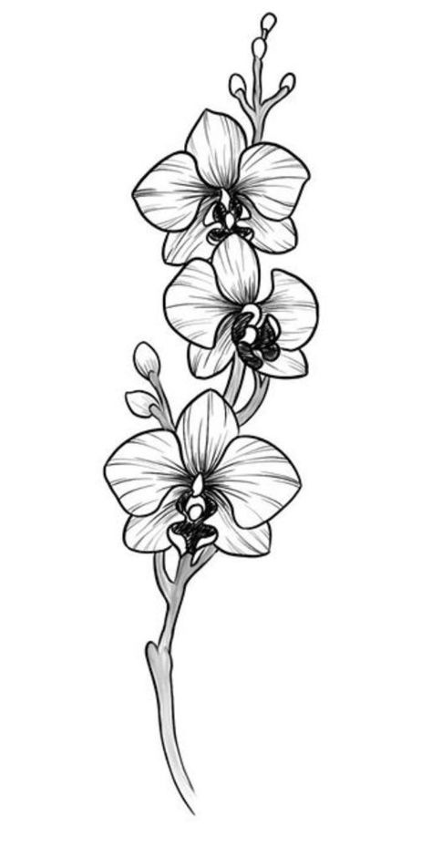 Orchid Flower Tattoo, Flower Tattoo Black And White, Flower Tattoo Black, Orchid Flower Tattoos, Orchid Illustration, Orchid Drawing, Tattoo Black And White, Orchids Painting, Animal Sketch