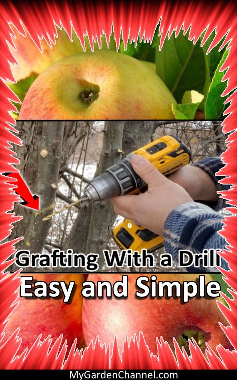 Grafting an apple tree is simple and easy with a drill. Check out the step by step process that will encourage you to try it for yourself! #apples #grafting #apple #gardening #tips #DIY #gardeningforbeginners #gardentips #fruit #fruittrees #appletrees #howto #graft #trees Growing Vegetables From Seeds, Growing Apple Trees, Apple Tree From Seed, Grafting Fruit Trees, Unique Garden Decor, Flowers Wallpaper, Natural Ecosystem, Heirloom Vegetables, Home Vegetable Garden