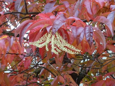 20121025_Alma4th_OxydendrumArboreum_Cutl by wlcutler, on Flickr Deer Garden, Pieris Japonica, Flowering Cherry Tree, Flowering Tree, Ornamental Trees, Native Garden, Buy Plants, Plant Combinations, Botanical Beauty