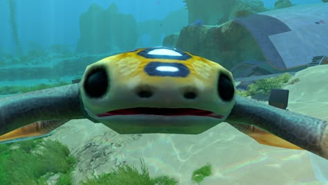 hoverfish close up In The Ocean, Best Memes, The Ocean, Close Up, Memes, Water