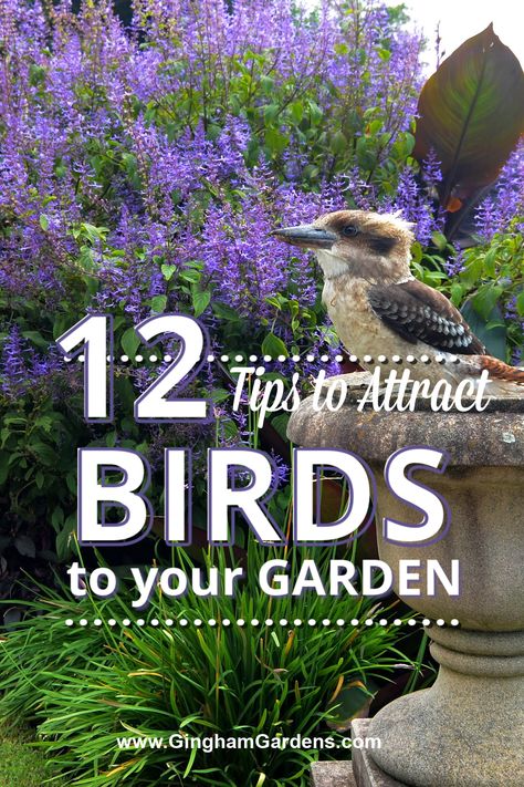 Bird Feeder In Flower Bed, Bird Attracting Plants Australia, Bird Corner Garden, How To Attract Birds To Your Garden, Birds Garden Ideas, Bird Attracting Plants, Bird Area In Garden, Attract Birds To Feeder, Bird Attracting Ideas