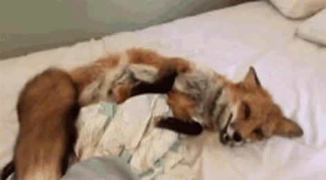 B&S on Twitter: "Look at those happy tails!🦊 https://t.co/seVkzguyj8" / Twitter Fox Stim Gif, Fox Stimboard, Fox Videos, Fox Gif, Stim Gifs, Fox Sake, Grey Fox, Interesting Animals, Pet Fox