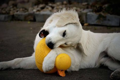 Teething can cause considerable pain and discomfort for puppies. The most common way puppies seek relief is through chewing-- on just about anything. Teething Puppy Remedies, Puppy Teething Remedies, Teething Remedies, Dog Conditioner, Puppy Teething, Natural Pain Relief, Dog Teeth, Pet Health, Dog Care