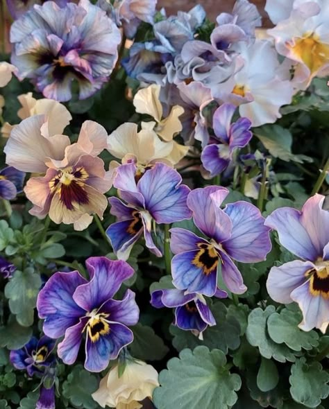 Small Cut Flower Garden, Cut Flower Garden Ideas, Plants To Draw, Botanical Pictures, Box Of Flowers, Flowers In Garden, Flowers For Spring, Flower References, Pansy Flowers