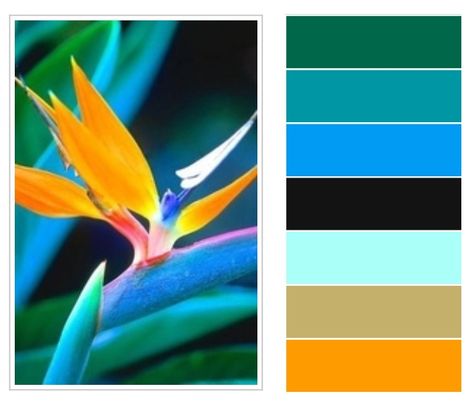 Bird of paradise Bird Of Paradise Color Palette, Bird Of Paradise Wedding, Colour Pallettes, Bird Of Paradise Plant, Paradise Wedding, Birds Of Paradise Flower, Dinner Meals, Bird Of Paradise, Birds Of Paradise