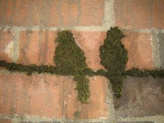 Moss Grafitti, Moss Graffiti, Graffiti Ideas, Garden Rock Art, Birds On A Wire, Moss Garden, Moss Art, Moss Wall, Shade Plants