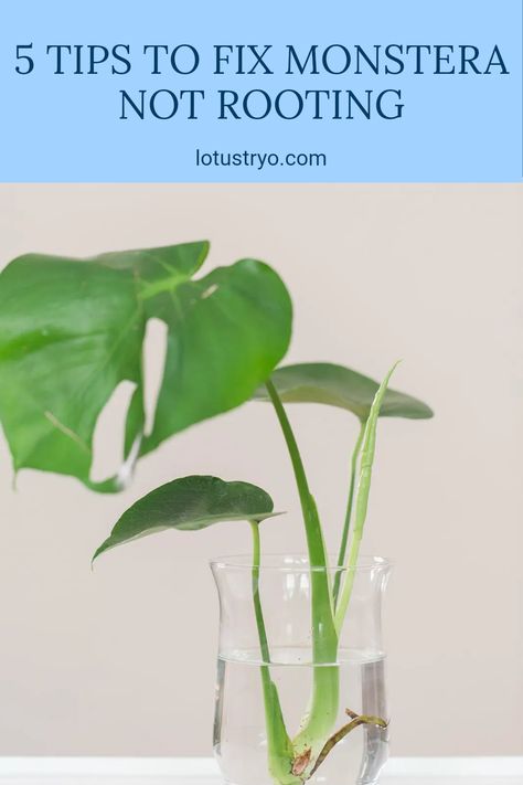 If your Monstera Adansonii is struggling to root in water, it could be due to poor water quality, low light levels, wrong temperatures, over-watering, or using improper containers. Understanding these 5 common problems is key to successful propagation. Improve your plant care by ensuring adequate water conditions and environment for better rooting success. Your Monstera deserves the best conditions to thrive, and this guide provides practical solutions to help you nurture a healthy plant. Propagating Monstera In Water, Monstera In Water, Importance Of Water, Lucky Plant, Monstera Adansonii, Garden Solutions, Plant Problems, Root Growth, Liquid Fertilizer