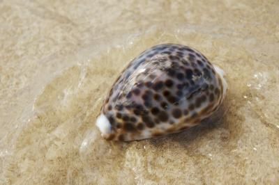 What Is the Meaning of Cowry Shells? Cowrie Shell Spiritual Meaning, Cowrie Shell Meaning, Shell Meaning, Cowry Shell, Puka Shell, Cowrie Shell, The Meaning, Zen, Meant To Be