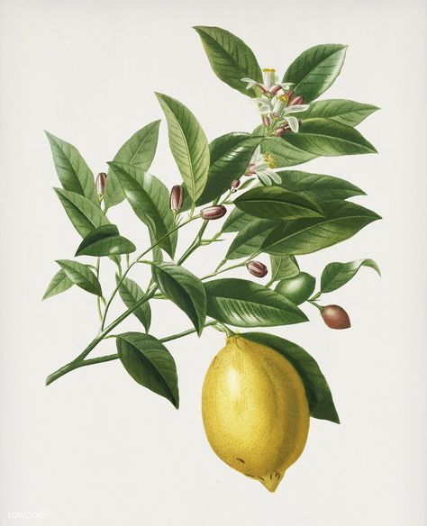 Lemon (Citrus Limonium) illustrated by Charles Dessalines D' Orbigny (1806-1876). Digitally enhanced from our own 1892 edition of Dictionnaire Universel D'histoire Naturelle. | premium image by rawpixel.com Lemon Art, Free Illustration Images, Paper Plants, Illustration Botanique, Paper Flower Tutorial, Illustration Vintage, Lemon Print, Fruit Design, Botanical Illustration