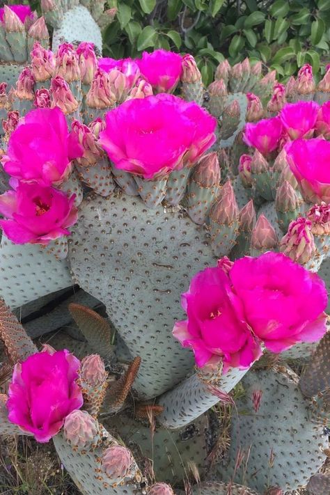 A distinctive cactus species with flat, paddle-shaped stems and vibrant pink to purple flowers. Plant lovers appreciate the Beavertail Cactus for its unique appearance, drought tolerance, and suitability for arid and desert landscapes. Dive into our comprehensive article to unravel the secrets of cultivating and caring for Opuntia basilaris, exploring everything from its natural habitat to expert tips on promoting optimal growth and blooming. Photo Credit: @sheriff_woody_pct Opuntia Basilaris, Paddle Cactus, Cactus Gardens, Cactus Care, Desert Landscapes, Rock Gardens, Desert Plants, New Print, Purple Flowers