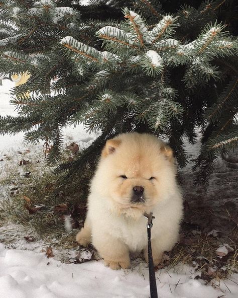 White Chow Chow, Chow Chow Dog, Chow Dog, Cutest Puppy Ever, Chow Chow Puppy, Cutee Animals, Chow Chow Dogs, Me And My Dog, Very Cute Dogs