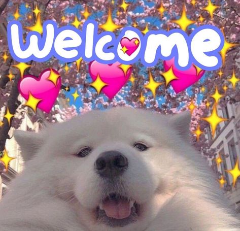 you can use this as a discord welcome image, i don't really care anymore I Don't Really Care, Dog Meme, Cute Dog