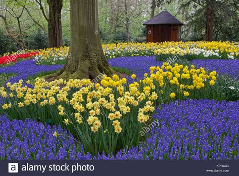 Download this stock image: Daffodils, grape hyacinth, and tulip garden, Garden of rhododendron, daffodils, tulips, and hyacinth flowers, Keukenhof Gardens, Lisse, Netherlands, Holland - KPHCX4 from Alamy's library of millions of high resolution stock photos, illustrations and vectors./ Daffodils And Hyacinths, Tulip And Daffodil Garden, Keukenhof Gardens, Fairytale Garden, Front Flower Beds, Grape Hyacinth, Hyacinth Flowers, Tulip Garden, Spring Garden Flowers