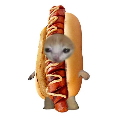 #elgato #hotdog #meme Hotdog Meme, Bread Cat, Banana Cat, Cat Dressed Up, Cat Crying, Funny Looking Cats, Food Cat, Cat Snacks, Silly Cats Pictures